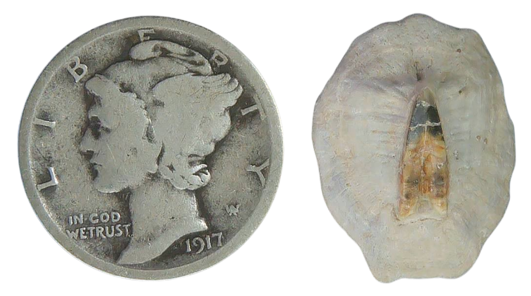 Stingray Dermal Scute for Sale from South Carolina 4 | Fossils for Sale