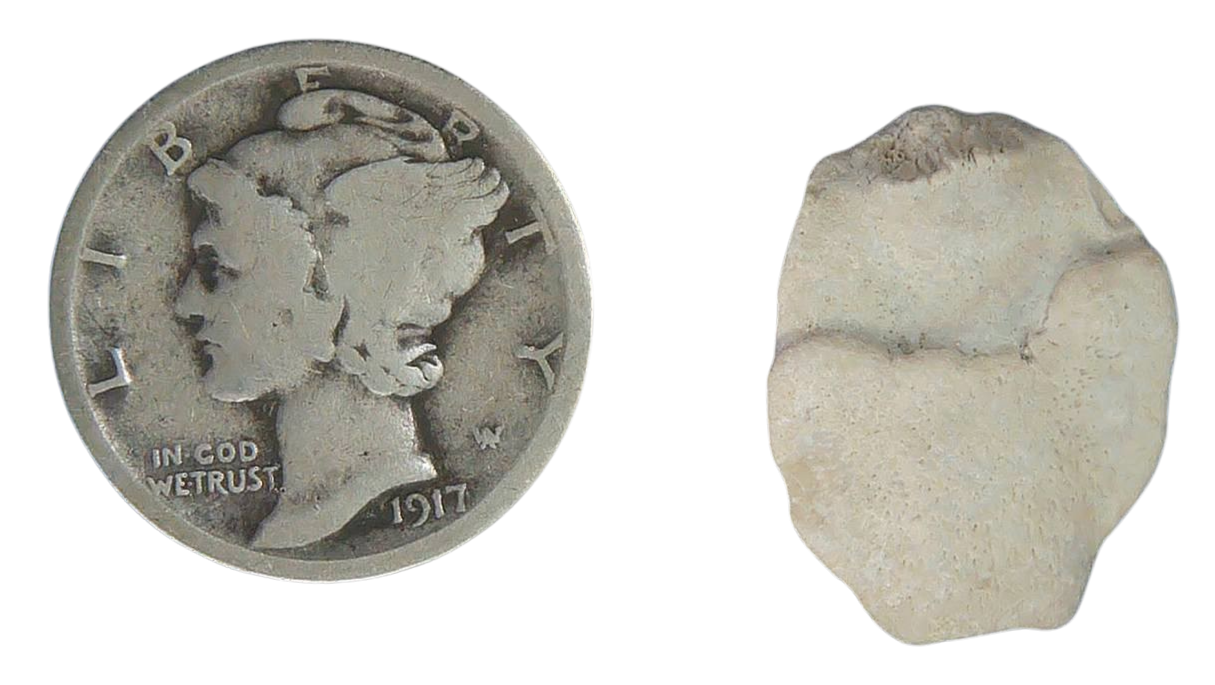 Stingray Dermal Scute for Sale from South Carolina 4a | Fossils for Sale