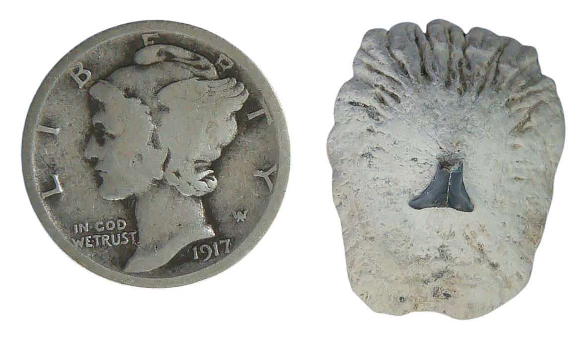 Stingray Dermal Scute for Sale from South Carolina 5 | Fossils for Sale