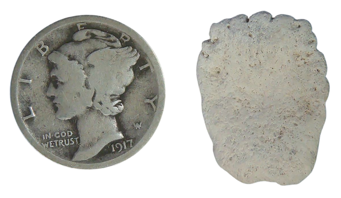 Stingray Dermal Scute for Sale from South Carolina 5a | Fossils for Sale
