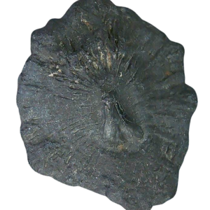 Stingray Dermal Scute for Sale from South Carolina 7 | Fossils for Sale