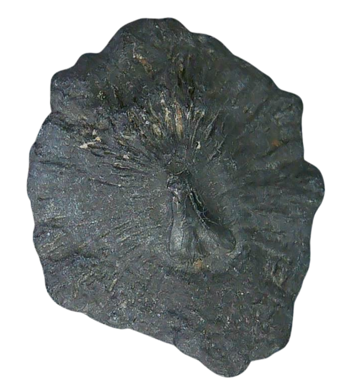 Stingray Dermal Scute for Sale from South Carolina 7 | Fossils for Sale
