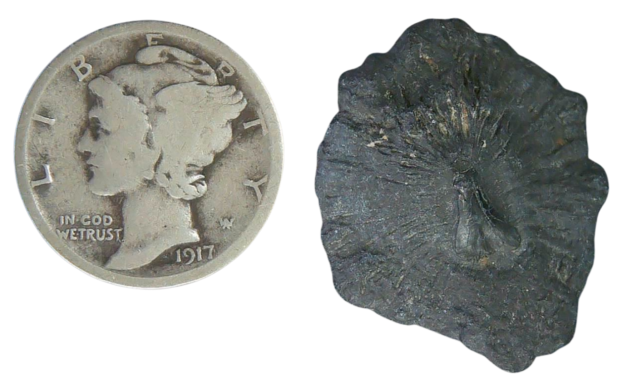 Stingray Dermal Scute for Sale from South Carolina 7a | Fossils for Sale