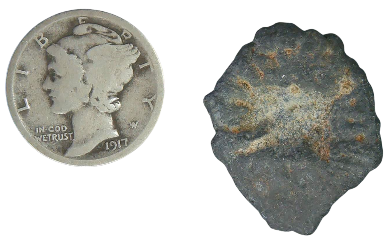 Stingray Dermal Scute for Sale from South Carolina 7b | Fossils for Sale