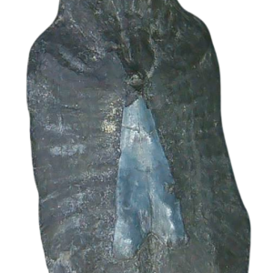 Stingray Dermal Scute for Sale from South Carolina 8 | Fossils for Sale