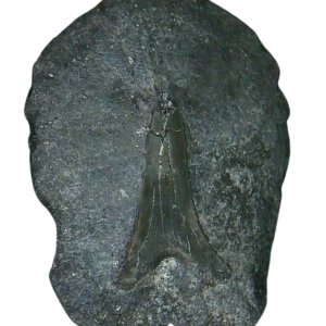 Stingray Dermal Scute for Sale from South Carolina 9 | Fossils for Sale