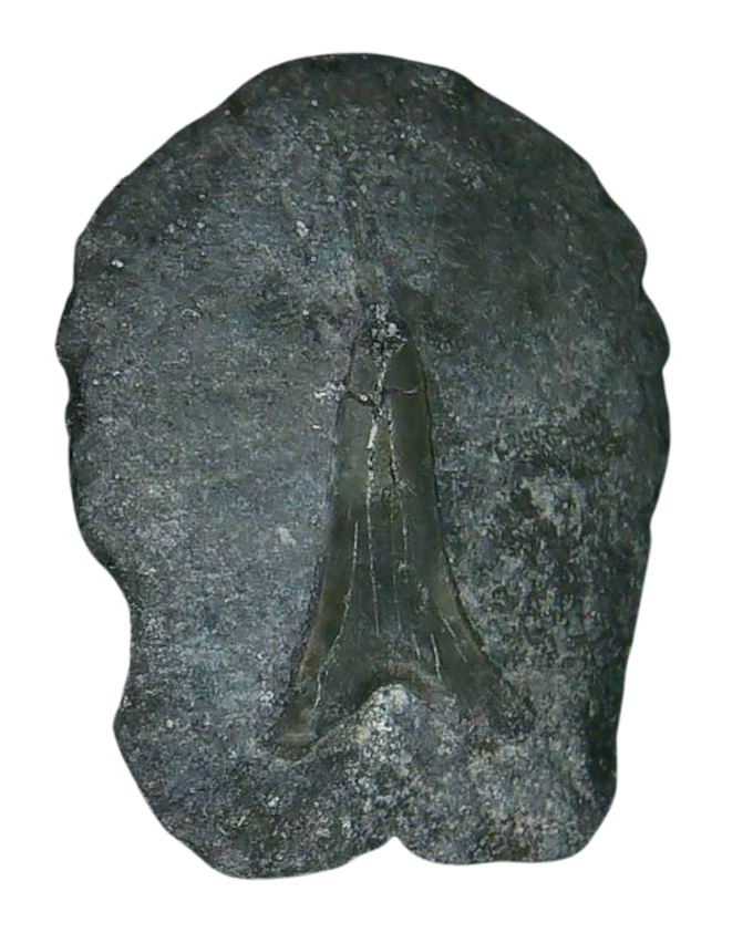 Stingray Dermal Scute for Sale from South Carolina 9 | Fossils for Sale