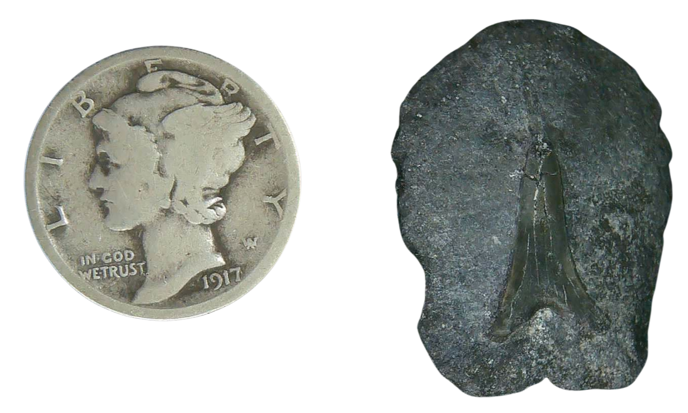 Stingray Dermal Scute for Sale from South Carolina 9a | Fossils for Sale