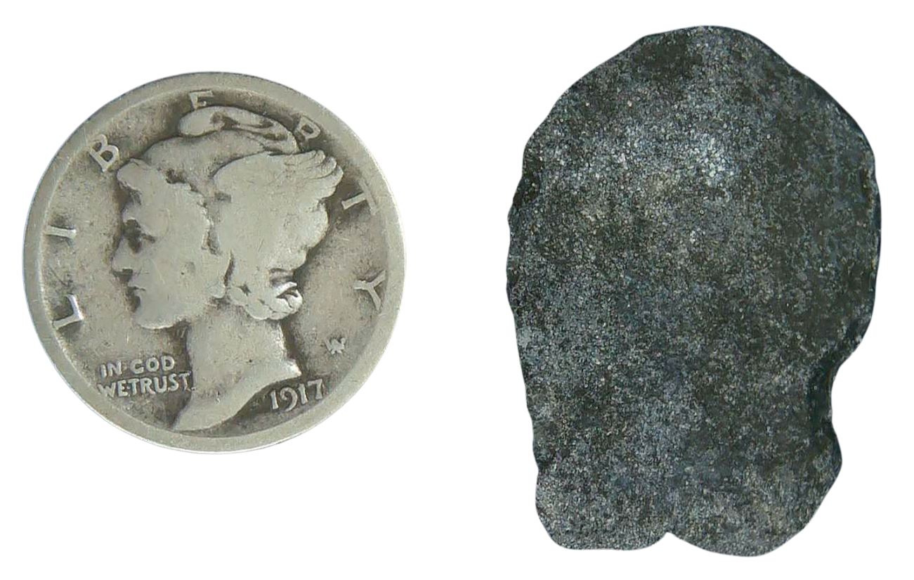Stingray Dermal Scute for Sale from South Carolina 9b | Fossils for Sale