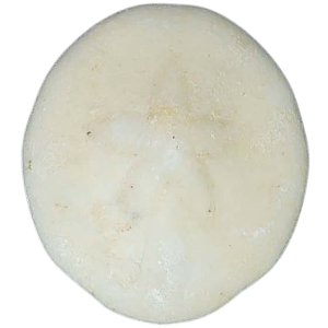 Weisbordella Echinoid Fossil for Sale Eocene Age from Florida #10