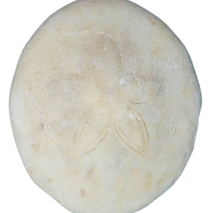 Weisbordella Echinoid Fossil for Sale Eocene Age from Florida #11