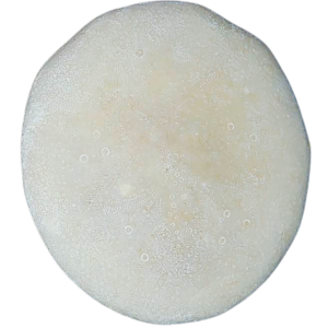Weisbordella Echinoid Fossil for Sale Eocene Age from Florida #12