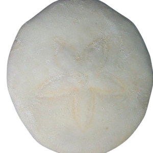 Weisbordella Echinoid Fossil for Sale Eocene Age from Florida #13