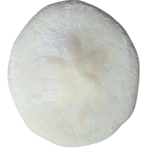 Weisbordella Echinoid Fossil for Sale Eocene Age from Florida #14a