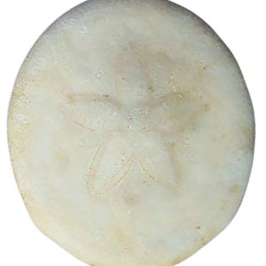 Weisbordella Echinoid Fossil for Sale Eocene Age from Florida #15