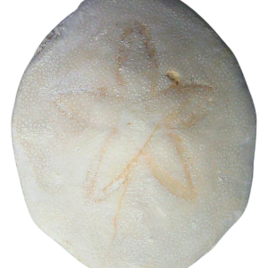 Weisbordella Echinoid Fossil for Sale Eocene Age from Florida #16a