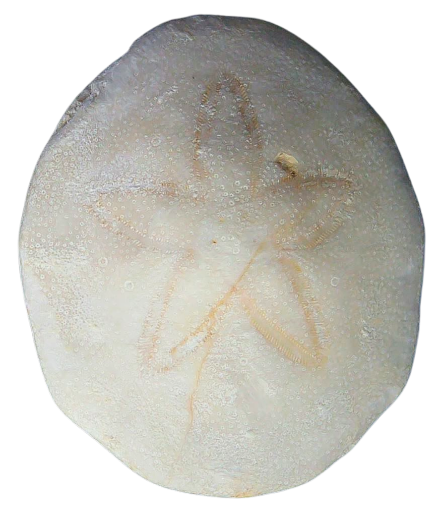Weisbordella Echinoid Fossil for Sale Eocene Age from Florida 16 | Fossils for Sale Weisbordella Echinoid Fossil for Sale Eocene Age from Florida #16a