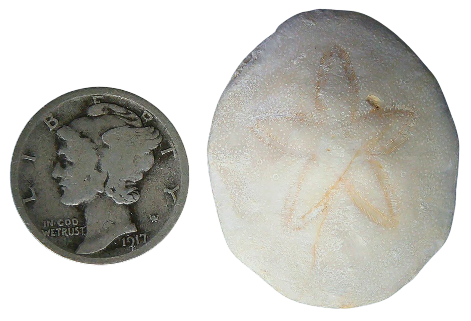 Weisbordella Echinoid Fossil for Sale Eocene Age from Florida 16a | Fossils for Sale Weisbordella Echinoid Fossil for Sale Eocene Age from Florida #16