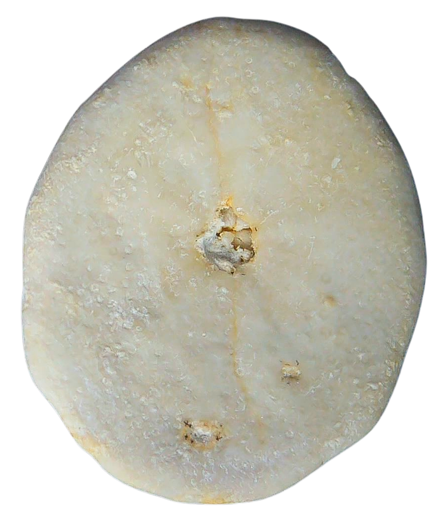 Weisbordella Echinoid Fossil for Sale Eocene Age from Florida 16b | Fossils for Sale Weisbordella Echinoid Fossil for Sale Eocene Age from Florida #16b