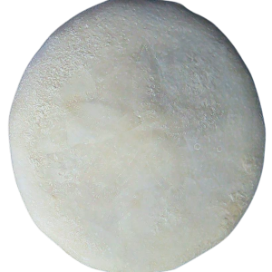 Weisbordella Echinoid Fossil for Sale Eocene Age from Florida #17a