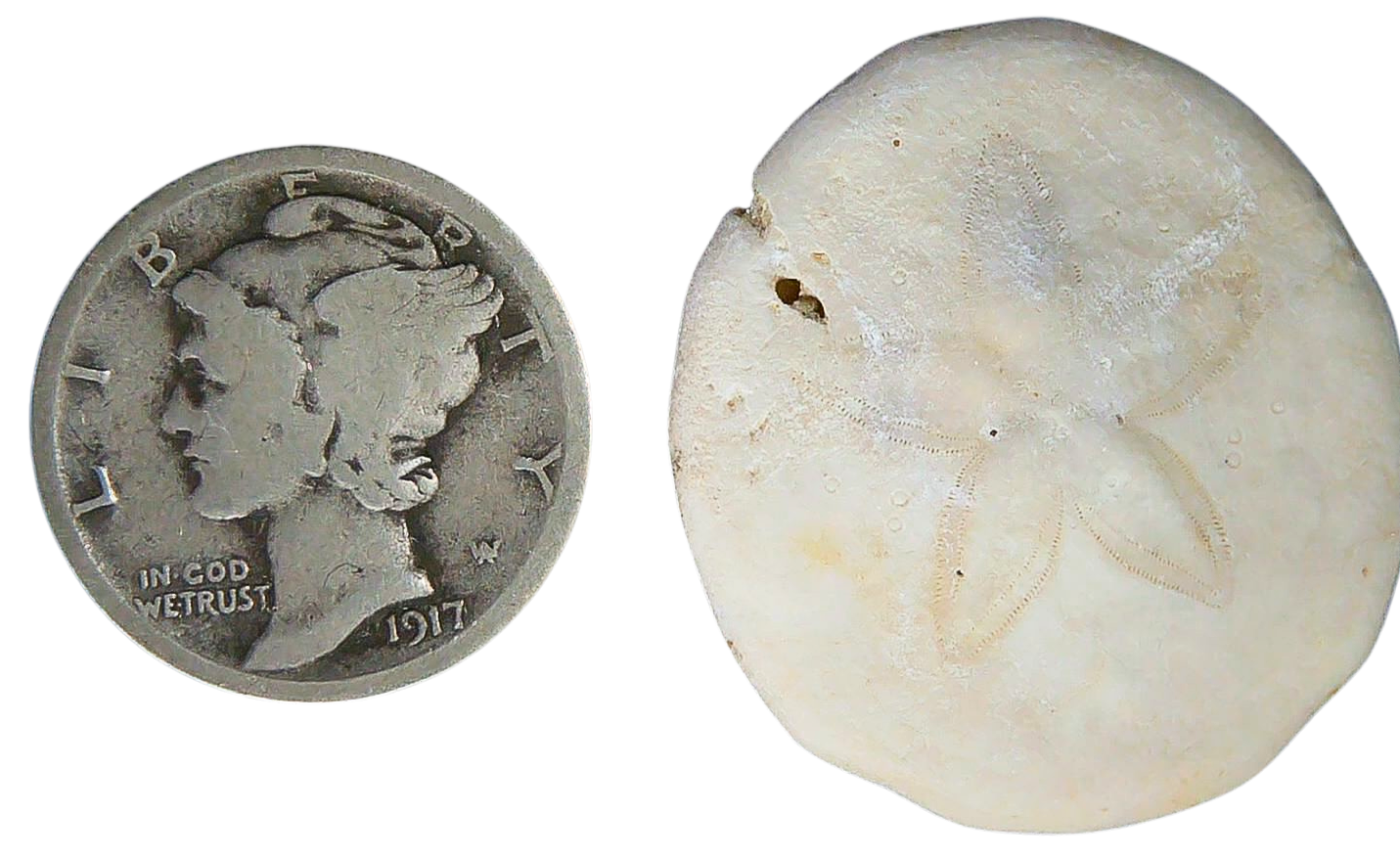 Weisbordella Echinoid Fossil for Sale Eocene Age from Florida 18 | Fossils for Sale Weisbordella Echinoid Fossil for Sale Eocene Age from Florida #18