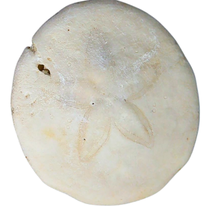 Weisbordella Echinoid Fossil for Sale Eocene Age from Florida #18a