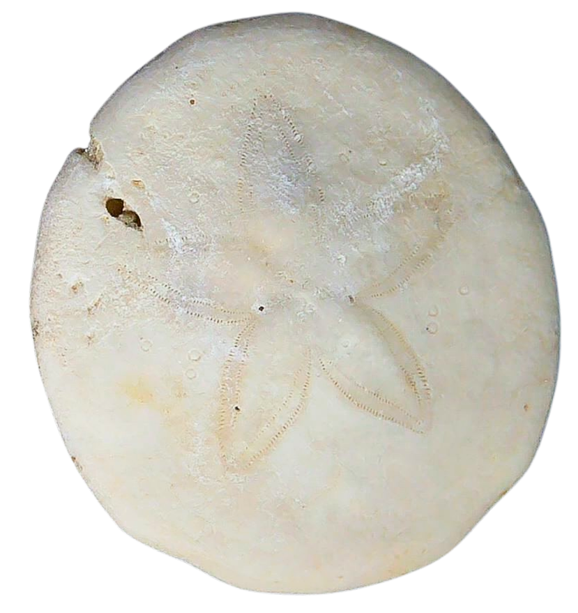 Weisbordella Echinoid Fossil for Sale Eocene Age from Florida 18a | Fossils for Sale Weisbordella Echinoid Fossil for Sale Eocene Age from Florida #18a
