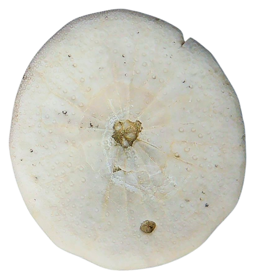 Weisbordella Echinoid Fossil for Sale Eocene Age from Florida 18b | Fossils for Sale Weisbordella Echinoid Fossil for Sale Eocene Age from Florida #18b