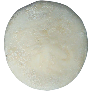 Weisbordella Echinoid Fossil for Sale Eocene Age from Florida #19