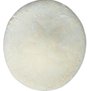 Weisbordella Echinoid Fossil for Sale Eocene Age from Florida #20a