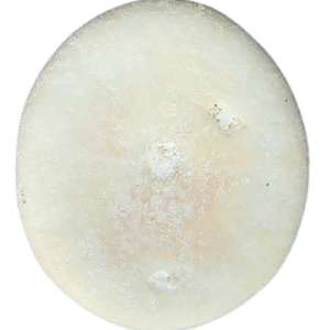 Weisbordella Echinoid Fossil for Sale Eocene Age from Florida #21b