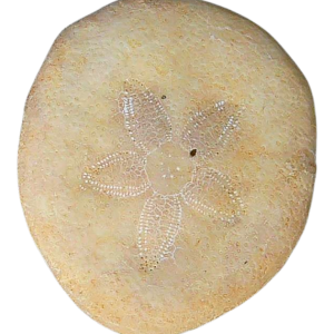 Weisbordella Echinoid Fossil for Sale Eocene Age from Florida #22a