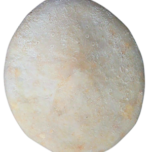 Weisbordella Echinoid Fossil for Sale Eocene Age from Florida #23a