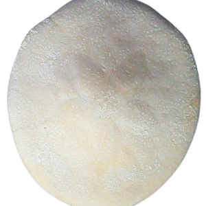 Weisbordella Echinoid Fossil for Sale Eocene Age from Florida #25a