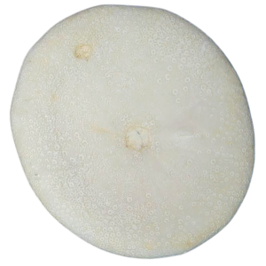 Weisbordella Echinoid Fossil for Sale Eocene Age from Florida #5b