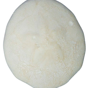 Weisbordella Echinoid Fossil for Sale Eocene Age from Florida #7