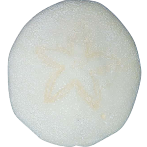 Weisbordella Echinoid Fossil for Sale Eocene Age from Florida #8