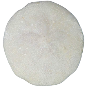 Weisbordella Echinoid Fossil for Sale Eocene Age from Florida #9