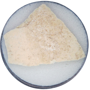 Aepyornis Eggshell Fossil for Sale from Madagascar 40