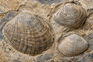 Bivalves | Fossils for Sale Bivalve Fossils For Sale