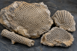 Bryozoa Fossils | Fossils for Sale Bryozoa Fossils For Sale