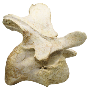 Carcharodontosaurus Dinosaur Bone Fossil For Sale 3