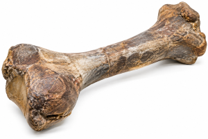 Dinosaur Bone Slab For Sale