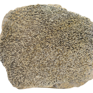 Dinosaur Bone Slab For Sale Genuine Fossil Dinosaur Bone 111