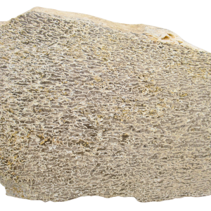 Dinosaur Bone Slab For Sale Genuine Fossil Dinosaur Bone 112