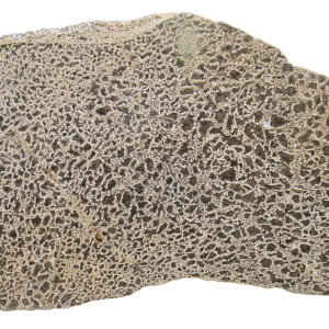 Dinosaur Bone Slab For Sale Genuine Fossil Dinosaur Bone 113
