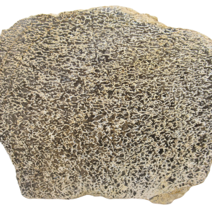 Dinosaur Bone Slab For Sale Genuine Fossil Dinosaur Bone 114