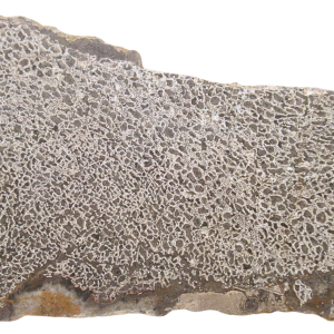 Dinosaur Bone Slab For Sale Genuine Fossil Dinosaur Bone 115