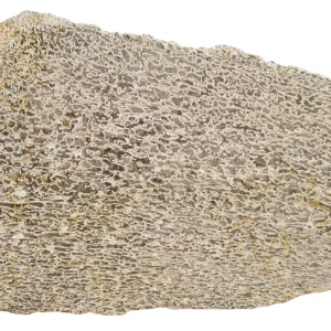 Dinosaur Bone Slab For Sale Genuine Fossil Dinosaur Bone 116
