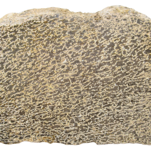 Dinosaur Bone Slab For Sale Genuine Fossil Dinosaur Bone 117